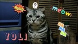 Confused Cat (American Shorthair) Cat Vlog #2