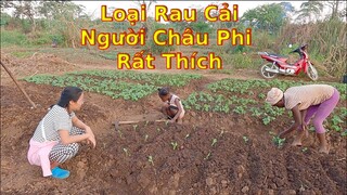 2Q vlogs||Cùng xóm trọ trồng cải chân dài người châu phi yêu thích||Ahihi cuộc sống châu phi