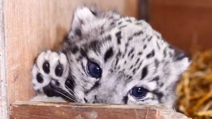 Macan tutul salju, perak gradasi