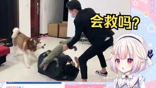 日本萝莉看《二哈见到主人被暴揍 会选择护主吗》笑得停不下来
