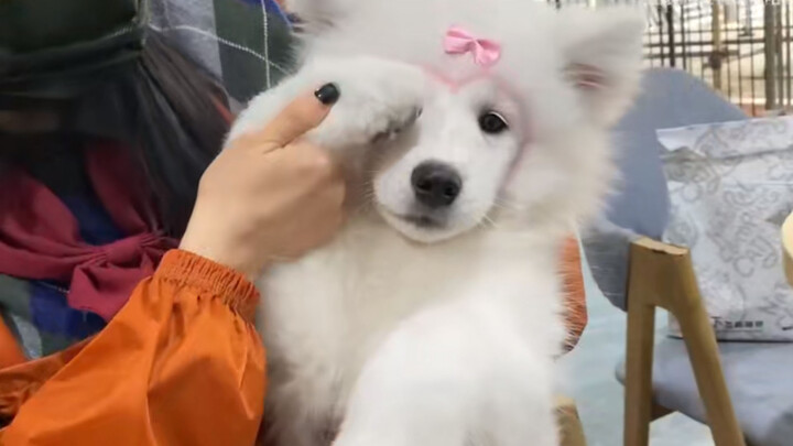 Beli Samoyed Ratusan Yuan, Ternyata Bukan Anjing!