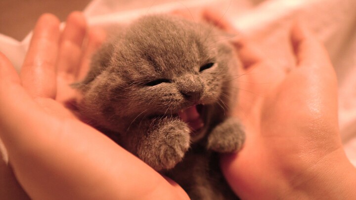 So sweet yet so fierce, totally unreasonable! (Getting angry just because someone washed his butt)