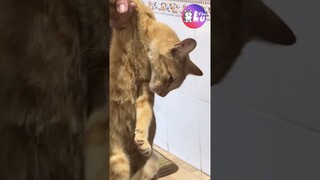 Không hề giả trân luôn nha 😂 #Shorts #Yeulu #Yeuluofficial