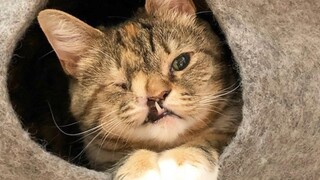 Cat missing an eye and part of her nose is full of love