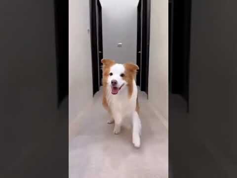 Funny Dogs TikTok Videos2023 Best Animal Videos2023#shorts#tiktok#dog