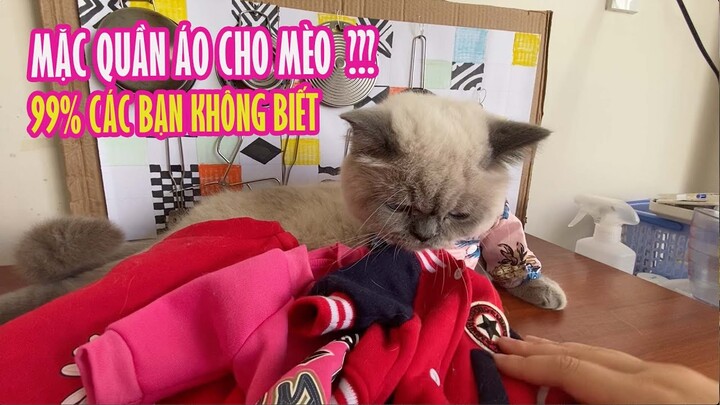 Có Nên Mặc Quần Áo Cho Mèo Không? 99% Các Bạn Không Biết