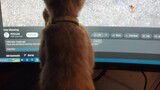 Stop scratchin' my monitor naughty puss 🤦