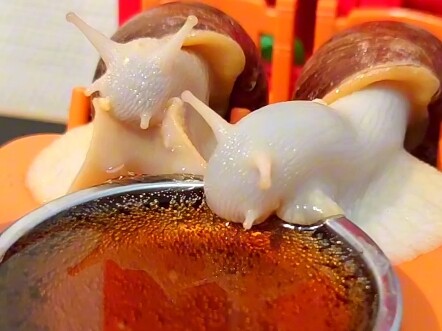 Ai dạy chú ốc sên nhỏ ăn uống thế này vậy?