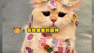 识时务者为俊猫，俊猫不吃眼前亏！