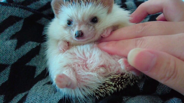 [African Pygmy Hedgehog] How to Lull a Baby Hedgehog to Sleep