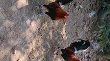 Isang panalo  vs.  dalawang panalo tamang bitaw lang muna