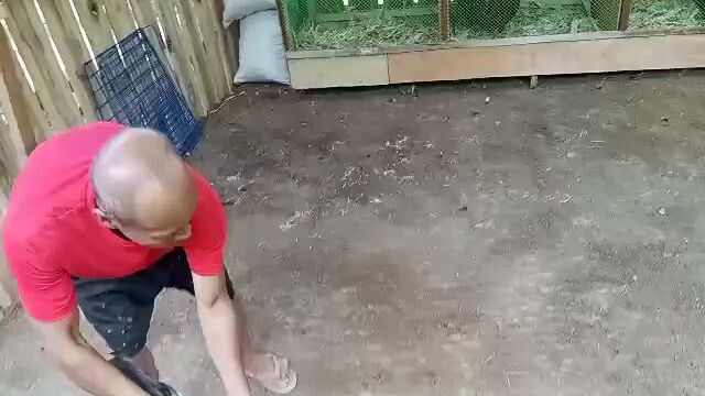 #manok
