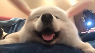 小狗能有什么烦恼，它又不用上班上学