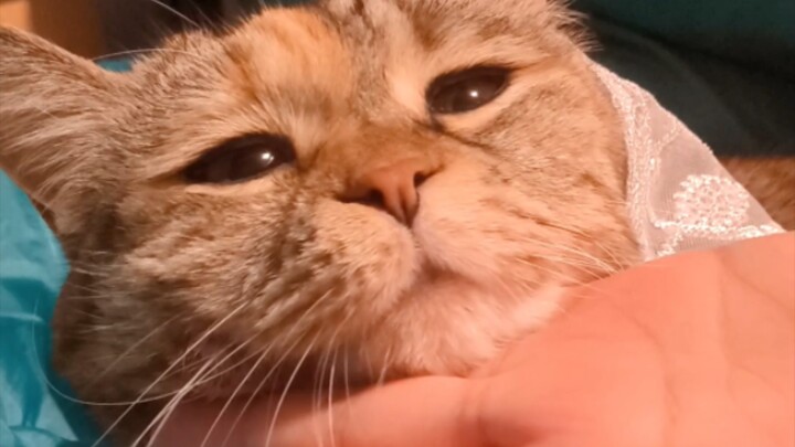 Whose bride is over 80 years old?