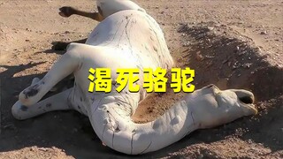 在沙漠碰见渴死的骆驼，为什么千万不能靠近？靠近会有生命危险！