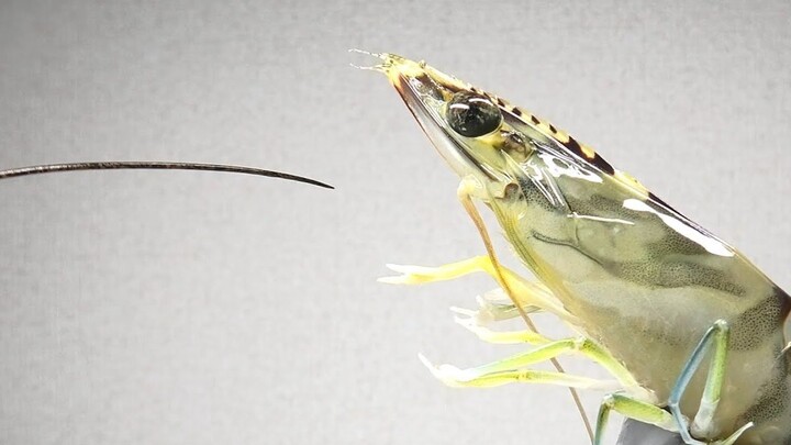 [Animals] Feed shrimp with horsehair worms