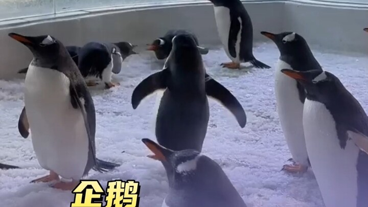Chú chim cánh cụt nhỏ đáng yêu quá