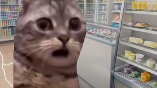 [Meme quen thuộc/mèo] Mẹ mèo thám tử nổi tiếng
