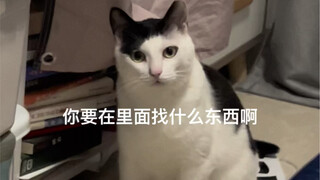 Kucing tertangkap basah melakukan hal jahat