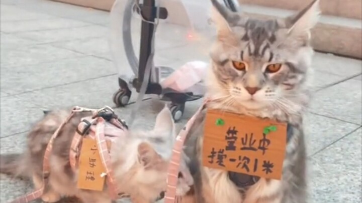 ⚡️ทีมแมว แมว มีประโยชน์มหาศาล⚡️