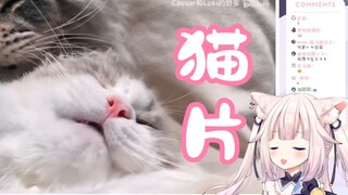 Lolita Jepang menonton film kucing! ? Menge-tweet kucing dan hal lainnya tidak diperbolehkan! Kubis,