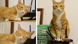 Cat Addicted to Heating His Feet