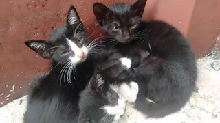 Tiga Anak Kucing Yang di buang manusia Kejam