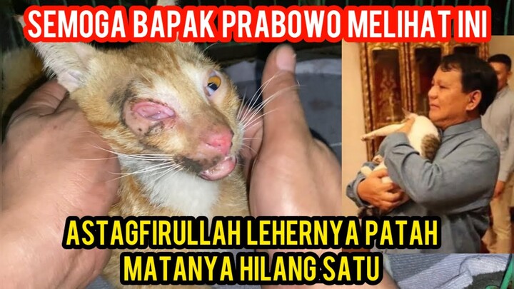 Kucing Jalanan Menangis Leherny Patah Semoga Bapak Prabowo Lihat Video Ini.!