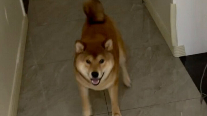 Mom's big boy (sneaking Fang's food)