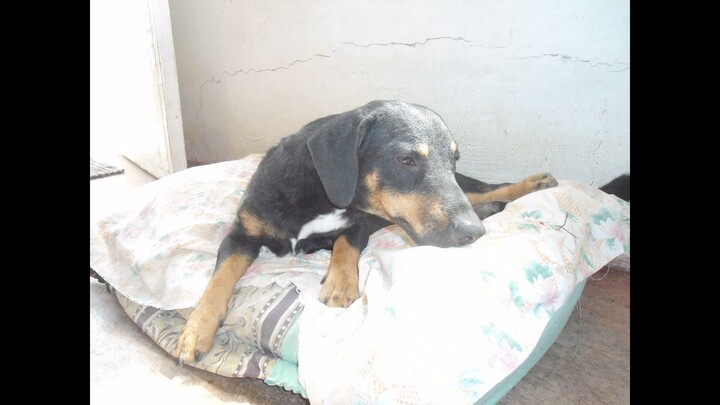 Takgu_after_castration