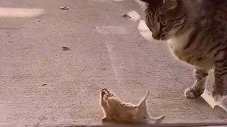 Help! The cat bit someone!