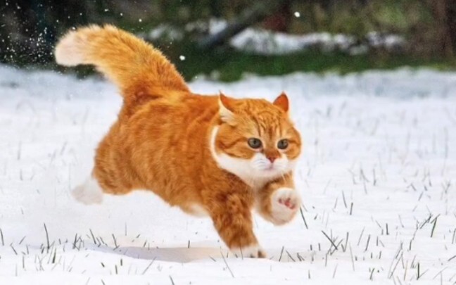 Mèo cam không béo thì làm sao qua đông!