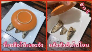 รวมคลิปตลกๆ : อ้าว!!…เเล้วตัวมันไปไหนเนี่ย??