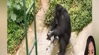 Ang Pinakaevolusyonadong Chimpanzee Yuhui, Ang Uliran sa Zoo