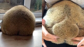 这么可爱的土拨鼠小屁屁，你能忍住不摸？