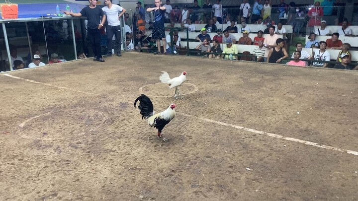 3x Winner Hatch Gray