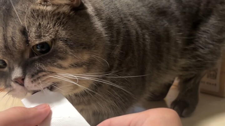 Can you offer triple compensation if the cat is a fake?!