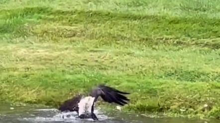 Gak nyangka ikannya sebesar ini!