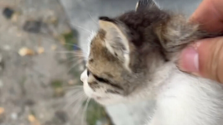 I Found a Kitten While Fishing