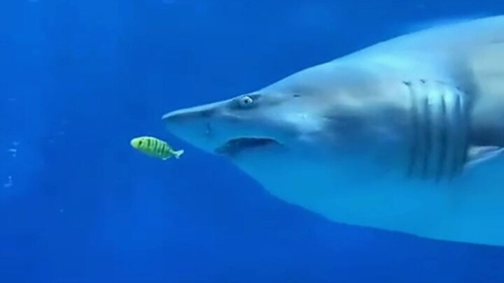 It turns out sharks can act too