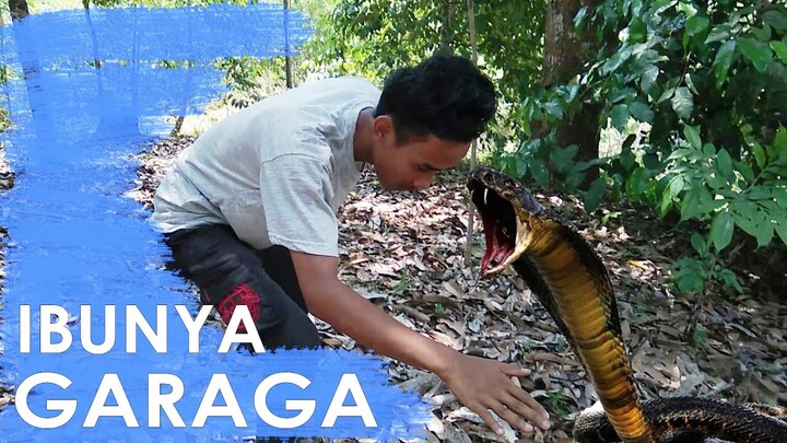 Ibunya GARAGA Bukan King Kobra Panji | Parodi Series