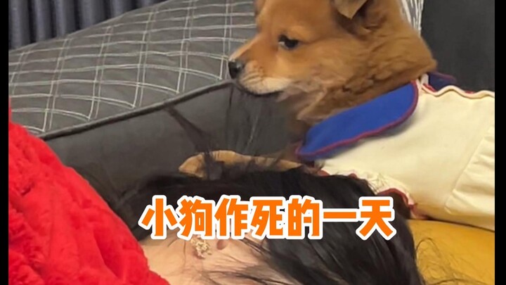 Sometimes, a beautiful life is ruined by your own mouth.