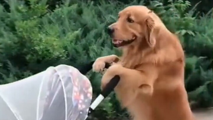 Gouzi: Nếu không có tôi, gia đình này đã tan vỡ từ lâu rồi