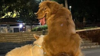 «أنا مخطئ، سأجرؤ مرة أخرى في المرة القادمة»