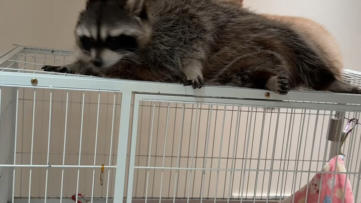 غير معقول! نزلت تحت سقف القفص وكأنني انبطحت بجانب عنكبوت شرير ضخم #راكون #سلوكيات الحيوانات المحيّرة