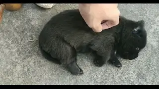 [Animals]A Dog Looks Like A Black Bear