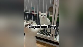 Bông xinh hong quý zị. Ai muốn bí kíp lên kg còm men dưới nha 🤣🤣mèo cute AnCungTiktok