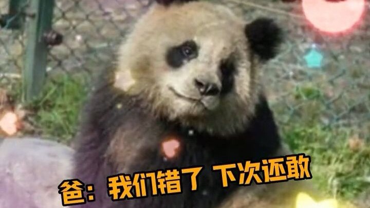 Ông Tần và bộ ba đào than, ông Tần tức đến mức nghiến nát cả răng hàm sau.