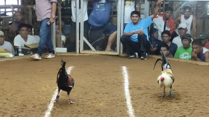 Championship Fight vs Guiuan Cocker in Gen. Mac Arthur 3Cock Derby, Dec.24,2022 (WIN)