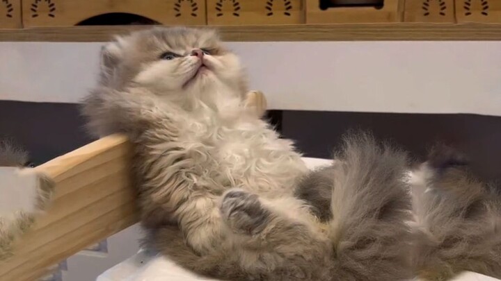 The Current State of Cats “Slacking Off” in Modern Times